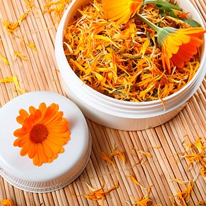 Calendula